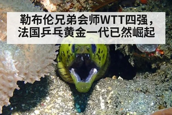 勒布伦兄弟会师WTT四强，法国乒乓黄金一代已然崛起